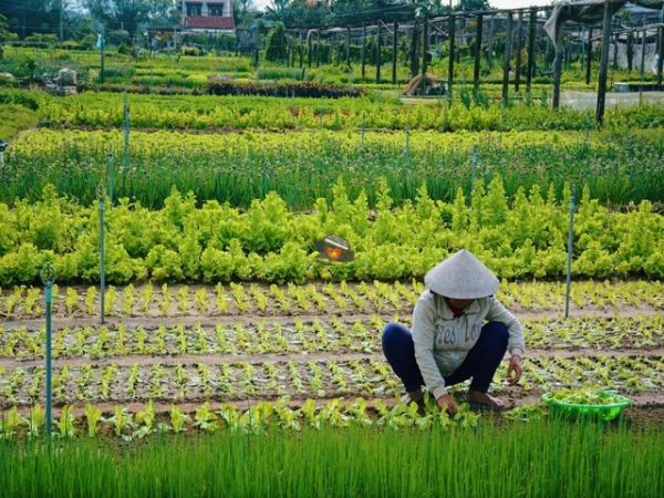 Vietnam Visa For Canadian